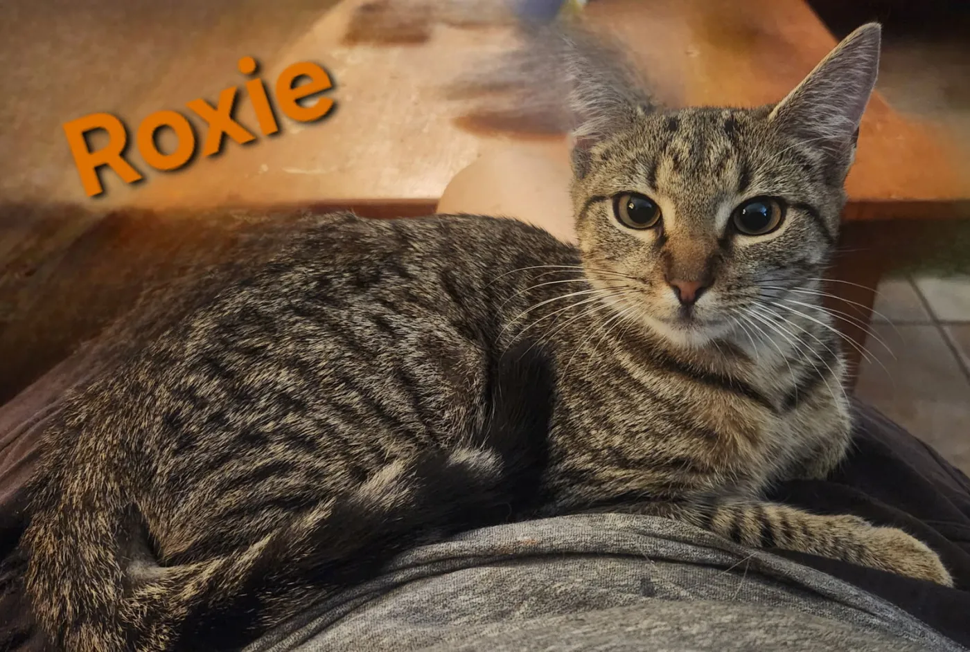 Roxie - Photo 3