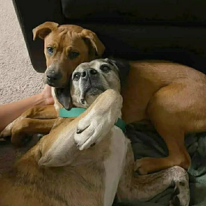 Lucy and Buck - Photo 1