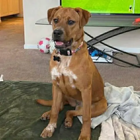 Lucy and Buck thumbnail 2