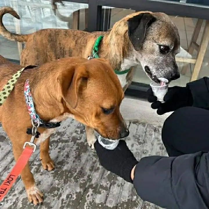 Lucy and Buck - Photo 3