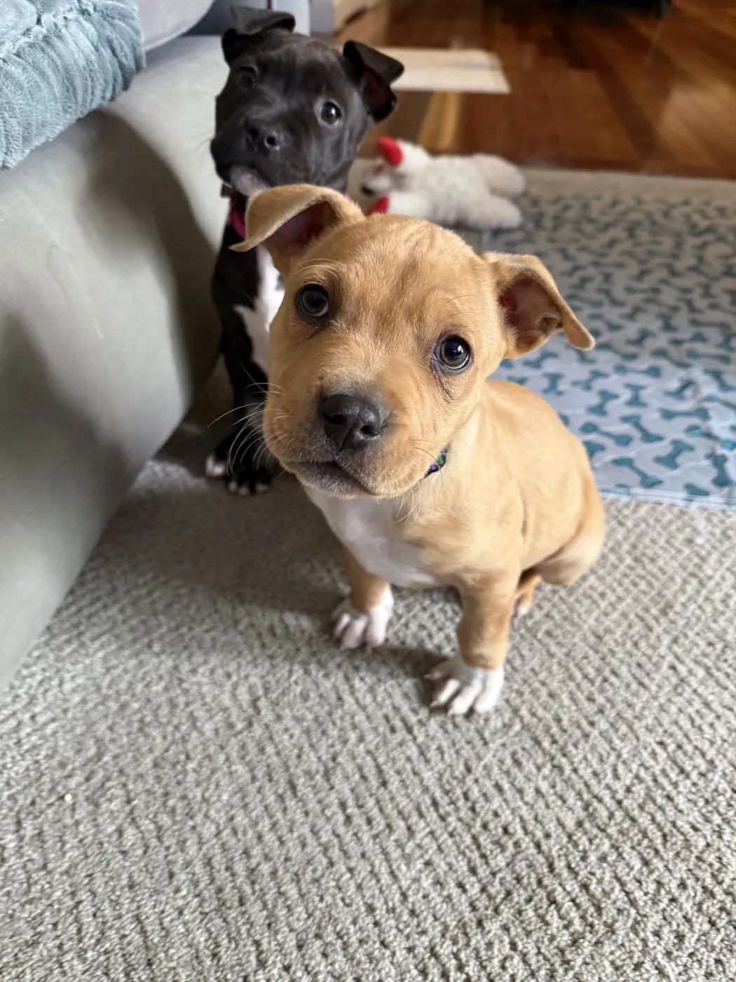 Dr. Webber - Photo 1