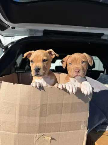 Dr. Webber thumbnail 3