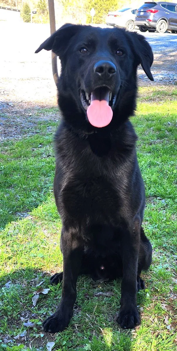 Bark Simpson - Photo 1