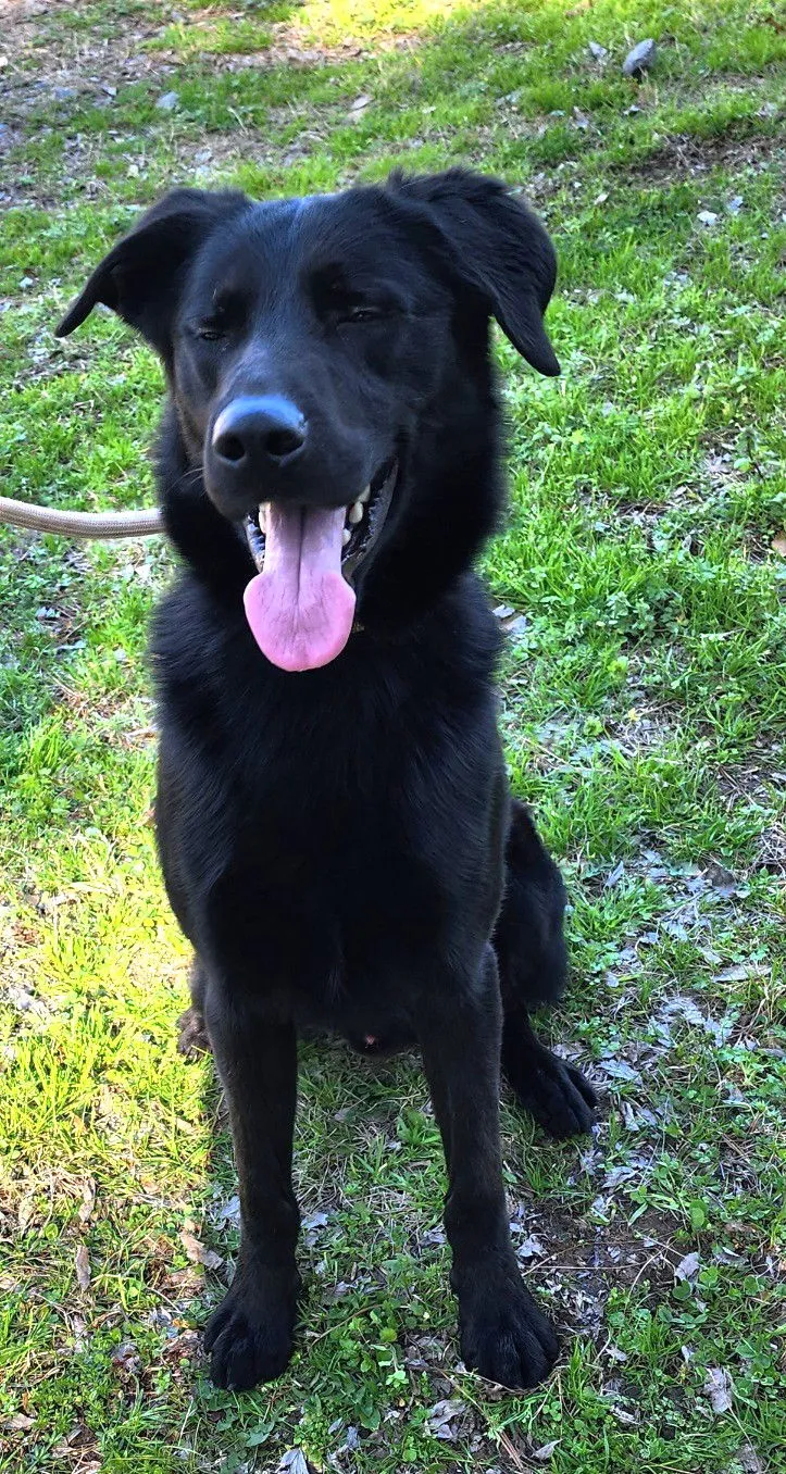 Bark Simpson - Photo 2