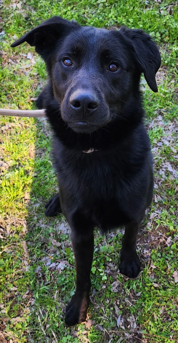 Bark Simpson - Photo 3