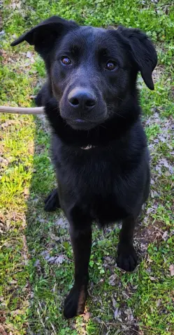 Bark Simpson thumbnail 3