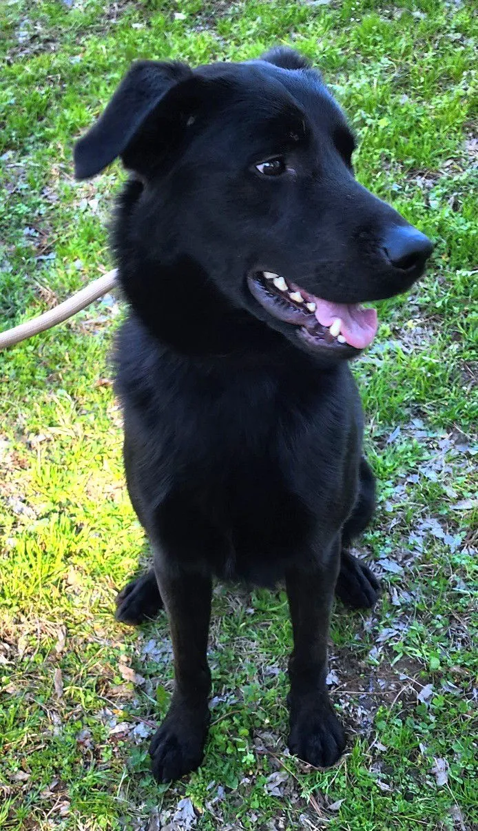 Bark Simpson - Photo 4