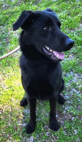 Bark Simpson thumbnail 4