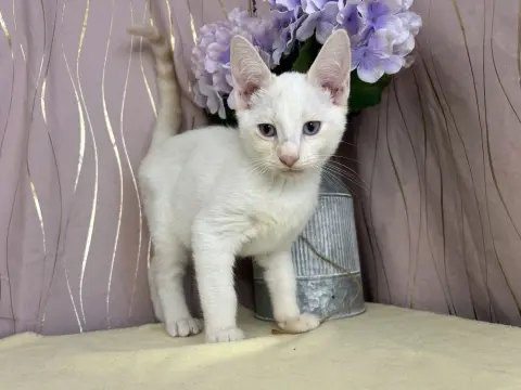 Starling thumbnail 2