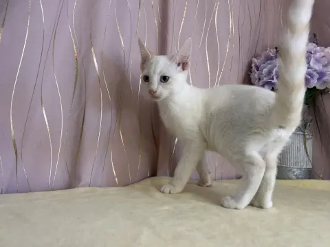 Starling thumbnail 3