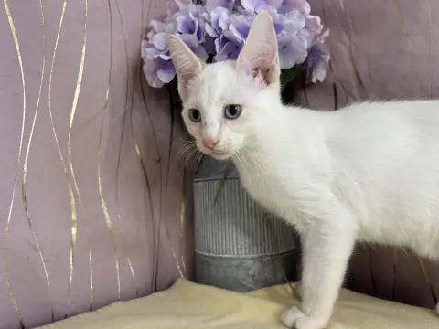 Starling thumbnail 4