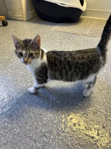 Chow Mein thumbnail 2