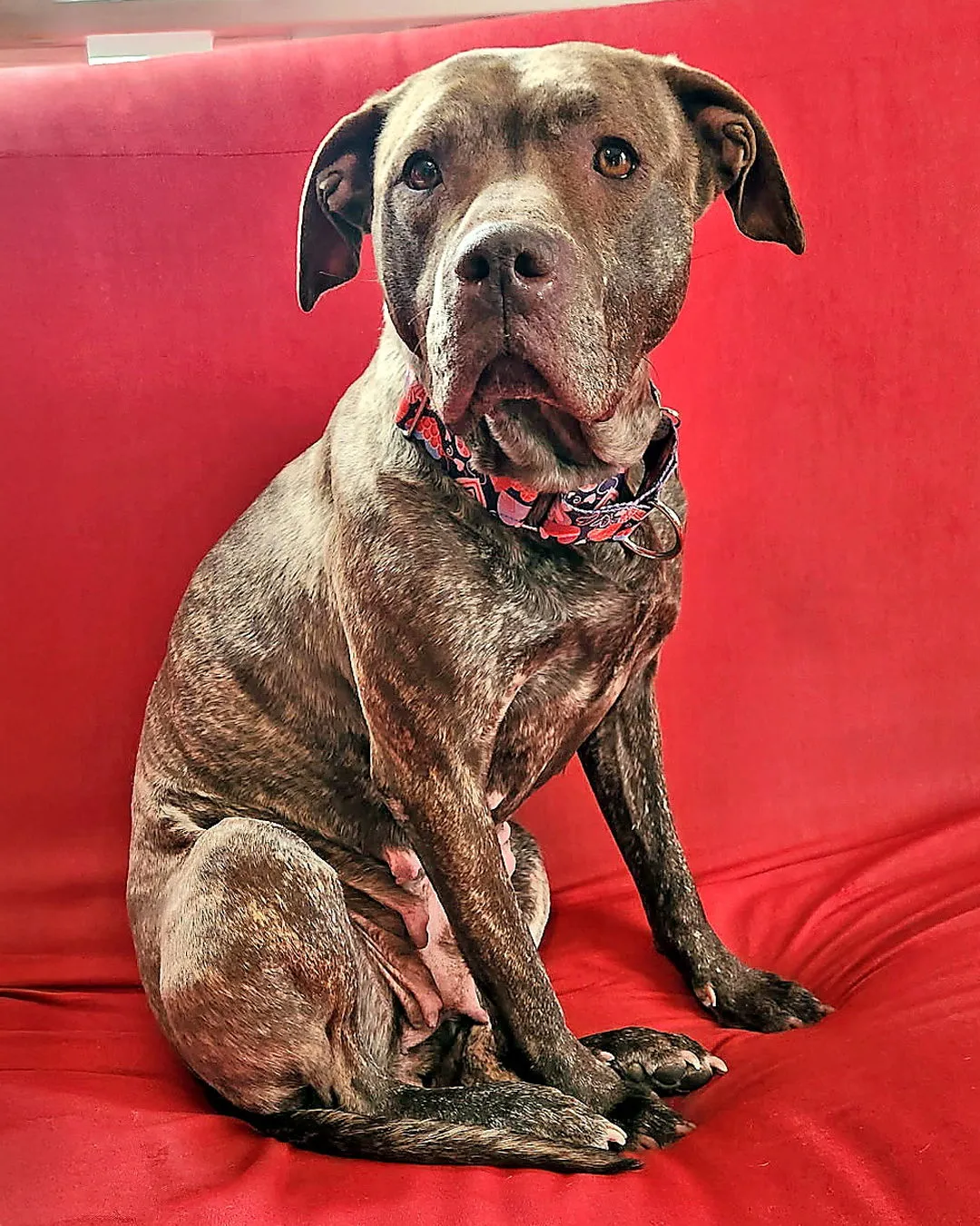 Foxy Brown - Photo 1