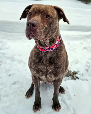 Foxy Brown thumbnail 4