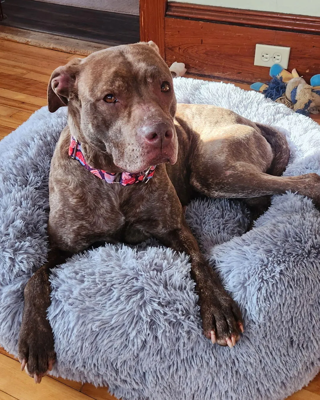 Foxy Brown - Photo 5