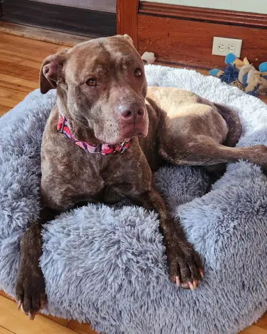 Foxy Brown thumbnail 5