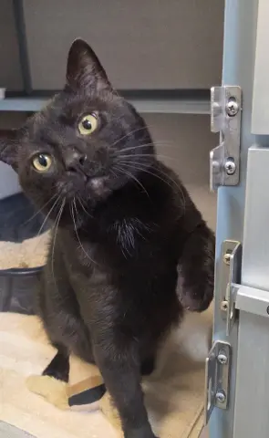 Forklift thumbnail 2