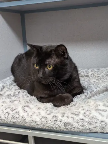 Forklift thumbnail 3