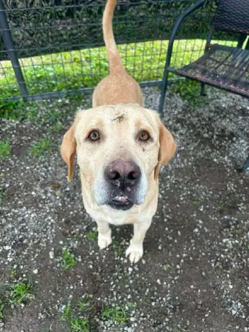 Prince B thumbnail 4