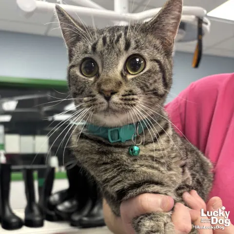 Babe Ruth thumbnail 2