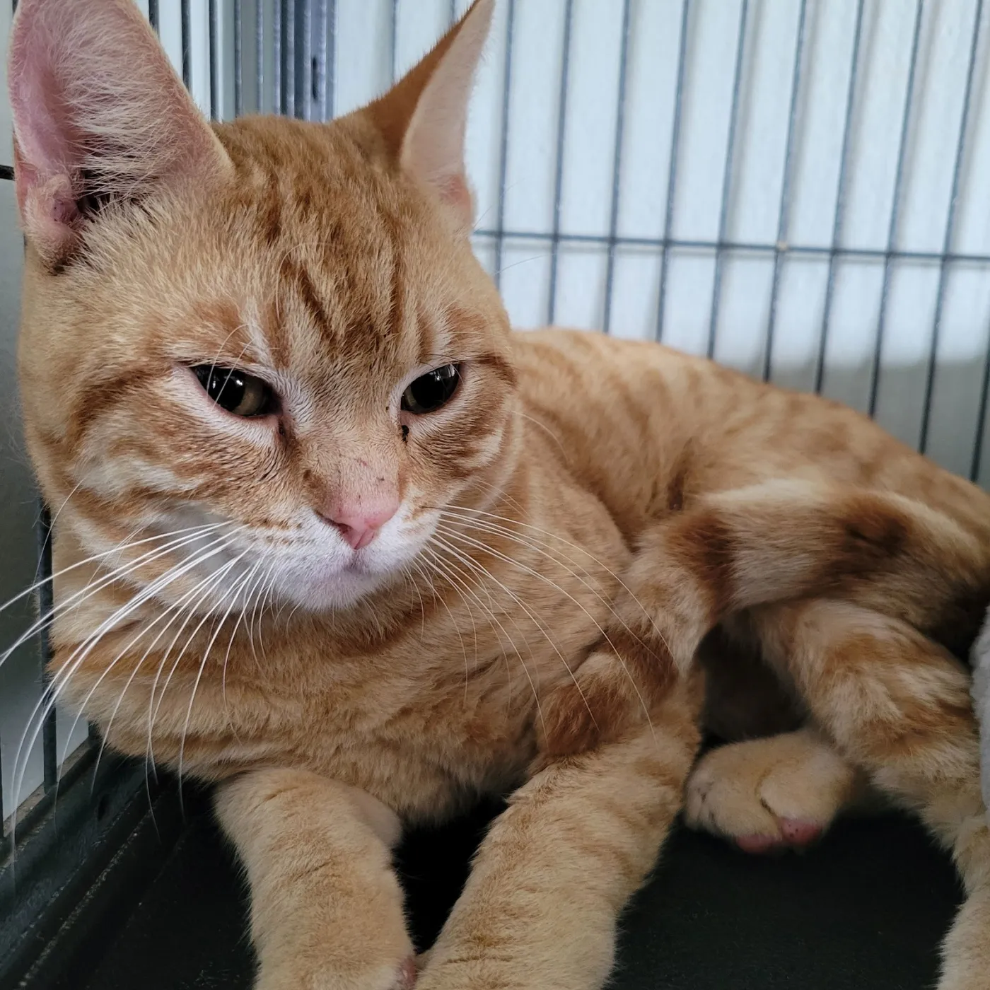 Mayor Meowington - Photo 1