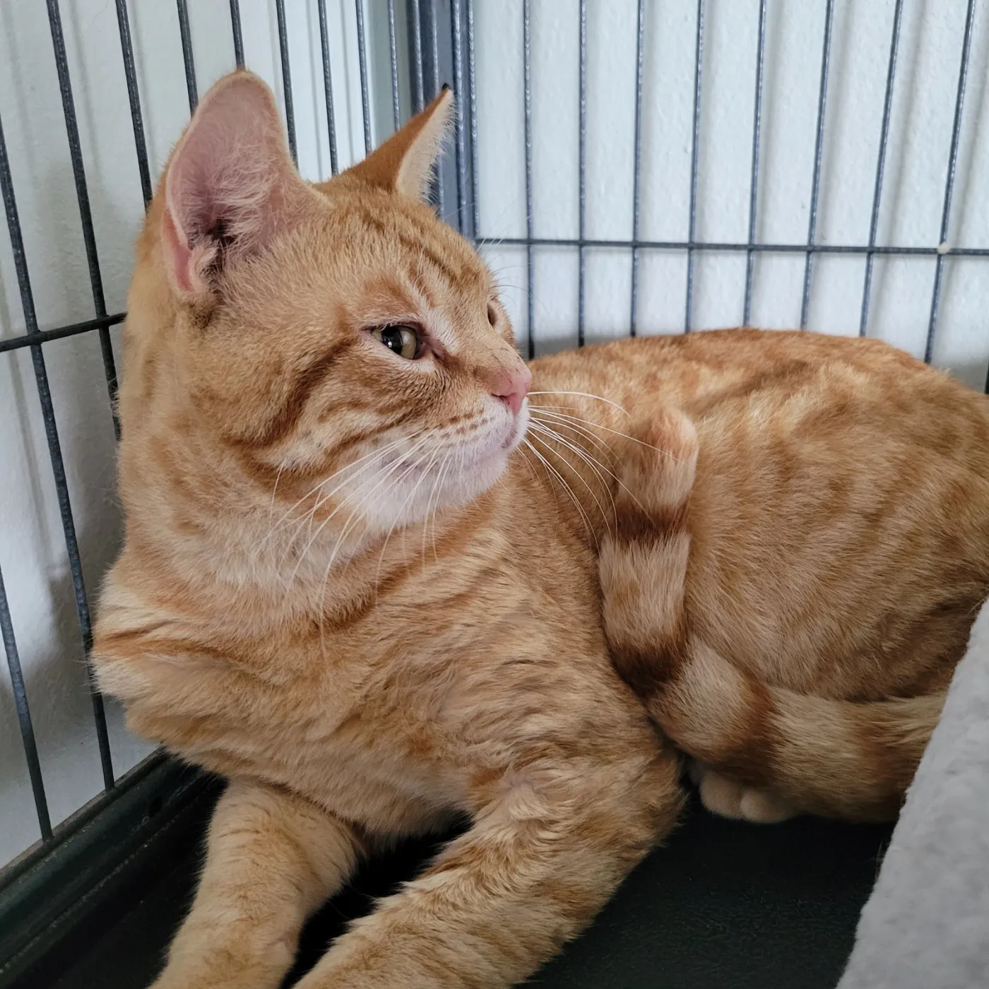 Mayor Meowington - Photo 2