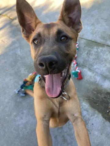 Valentino thumbnail 3