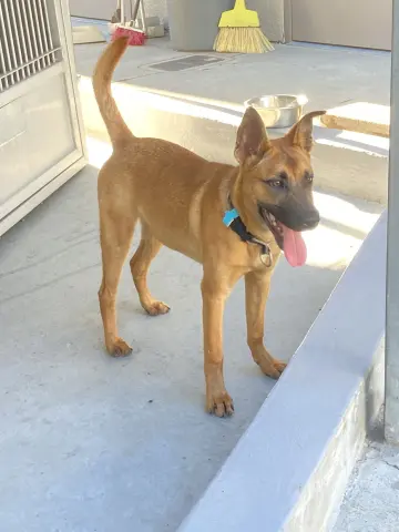 Valentino thumbnail 4