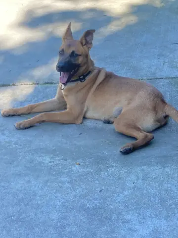 Valentino thumbnail 5