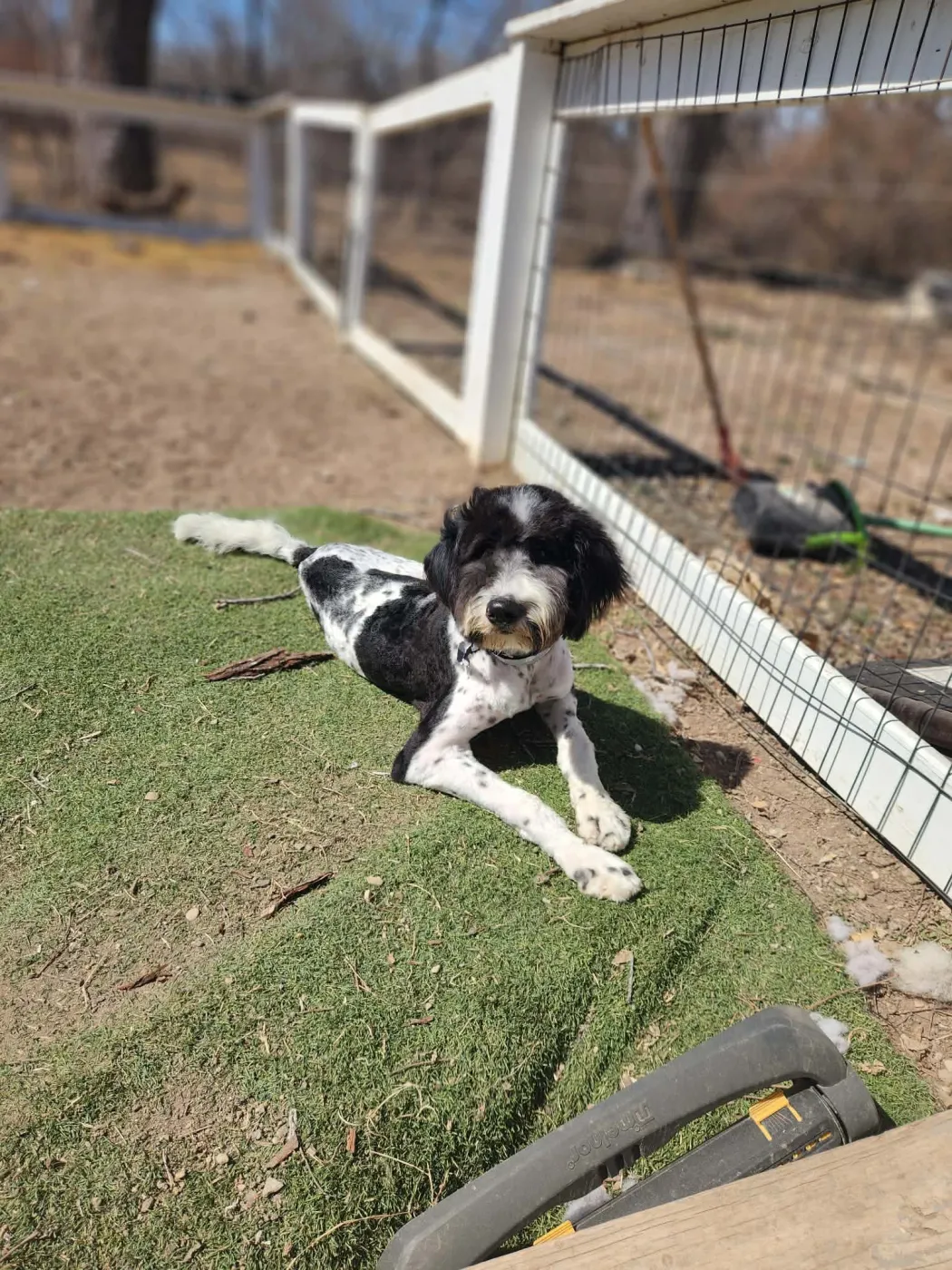 Doodle Guy - Photo 1