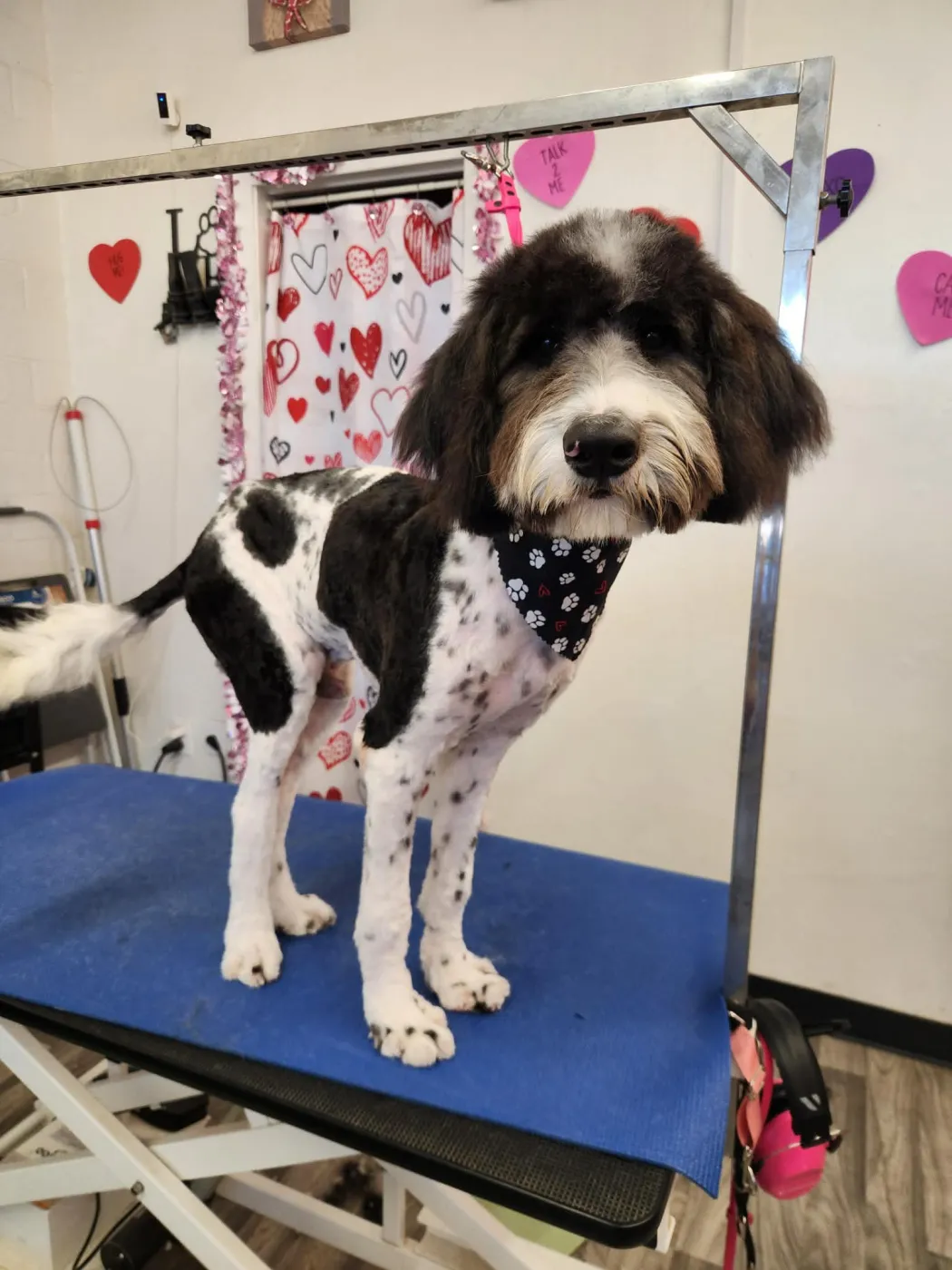 Doodle Guy - Photo 2