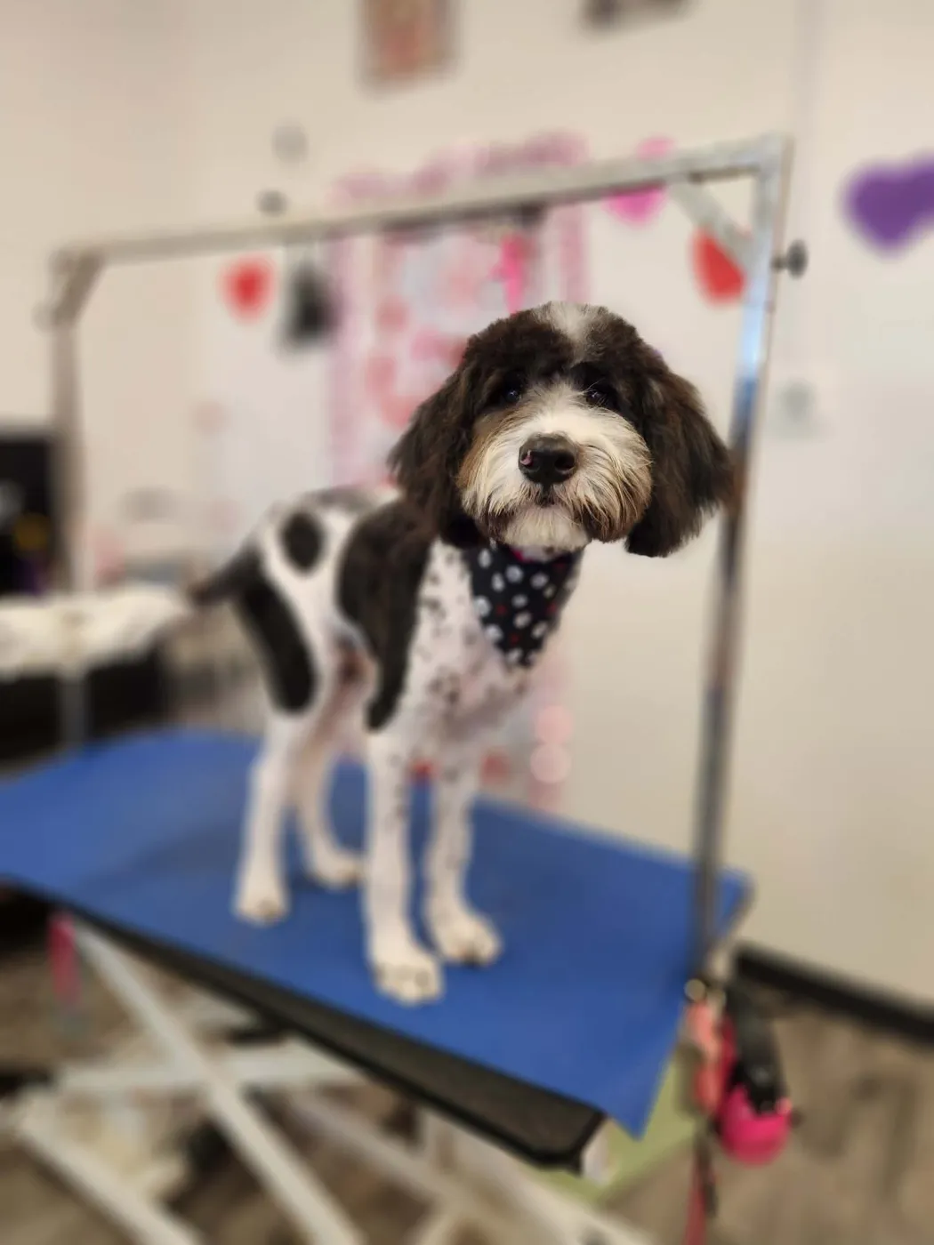 Doodle Guy - Photo 3