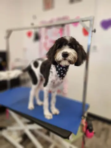 Doodle Guy thumbnail 3