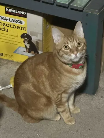 Butterfinger thumbnail 4