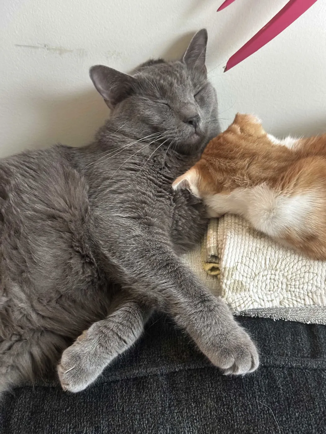 Christian Gray - Photo 2