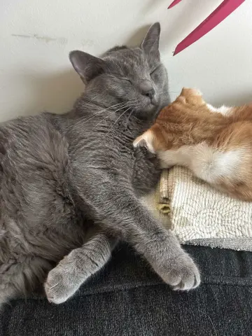 Christian Gray thumbnail 2