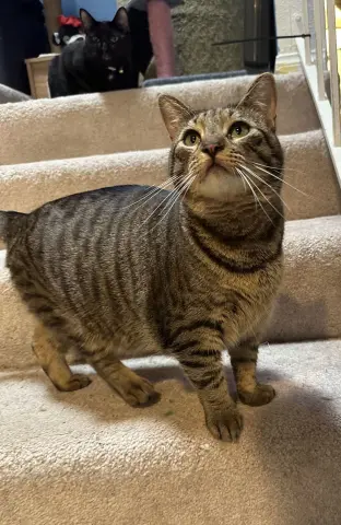 Lana Del Meow thumbnail 3