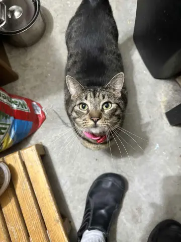 Lana Del Meow thumbnail 4