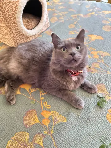 Macy Gray thumbnail 2