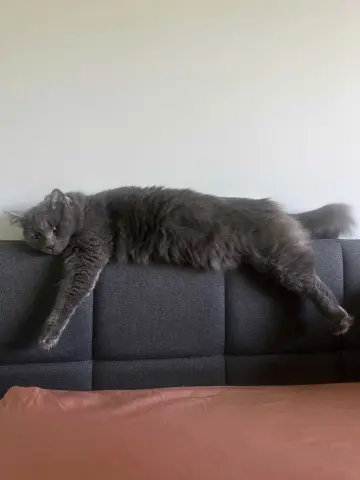 Macy Gray thumbnail 3