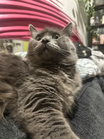 Macy Gray thumbnail 4