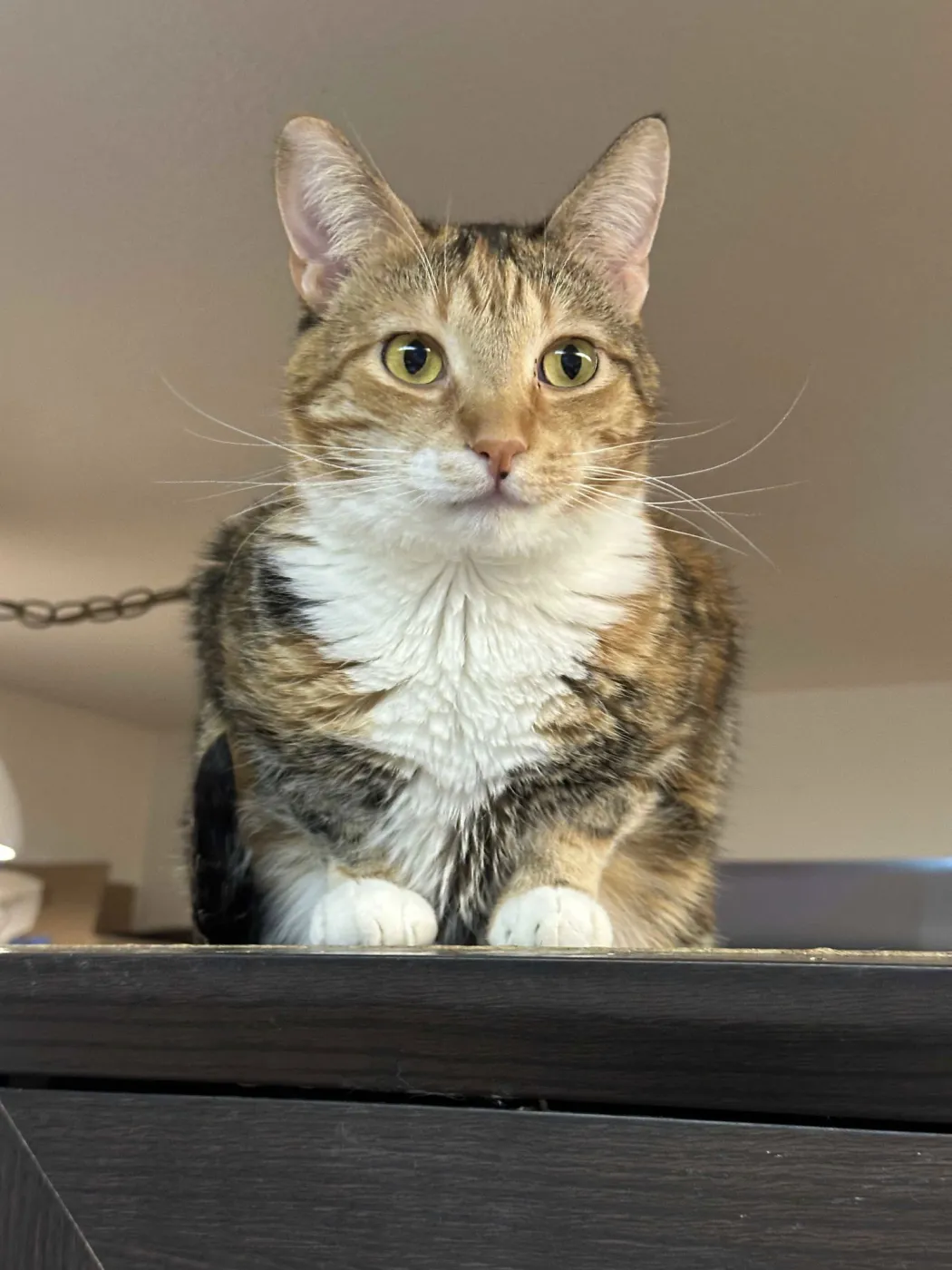 Princess Zelda - Photo 1