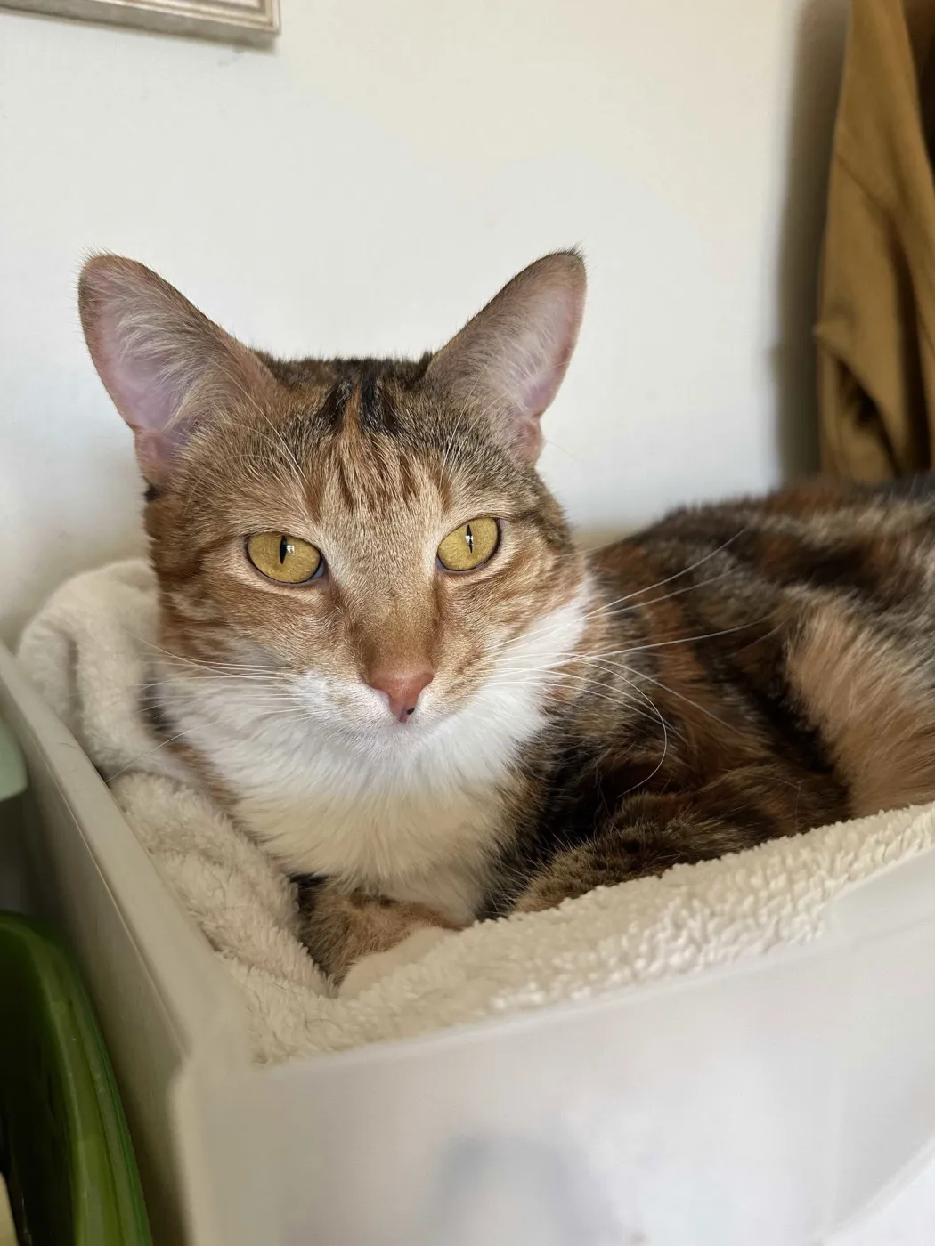 Princess Zelda - Photo 3