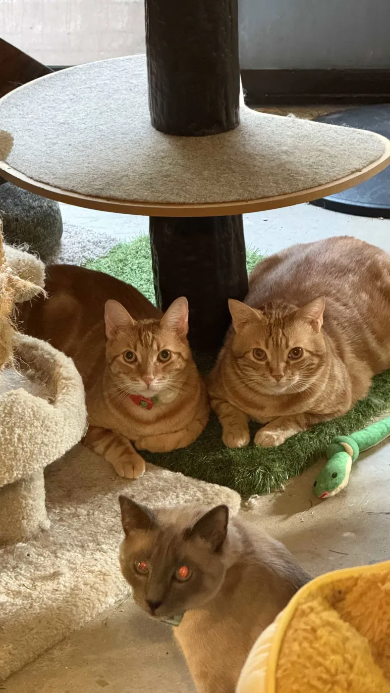 William Of Orange - Photo 1