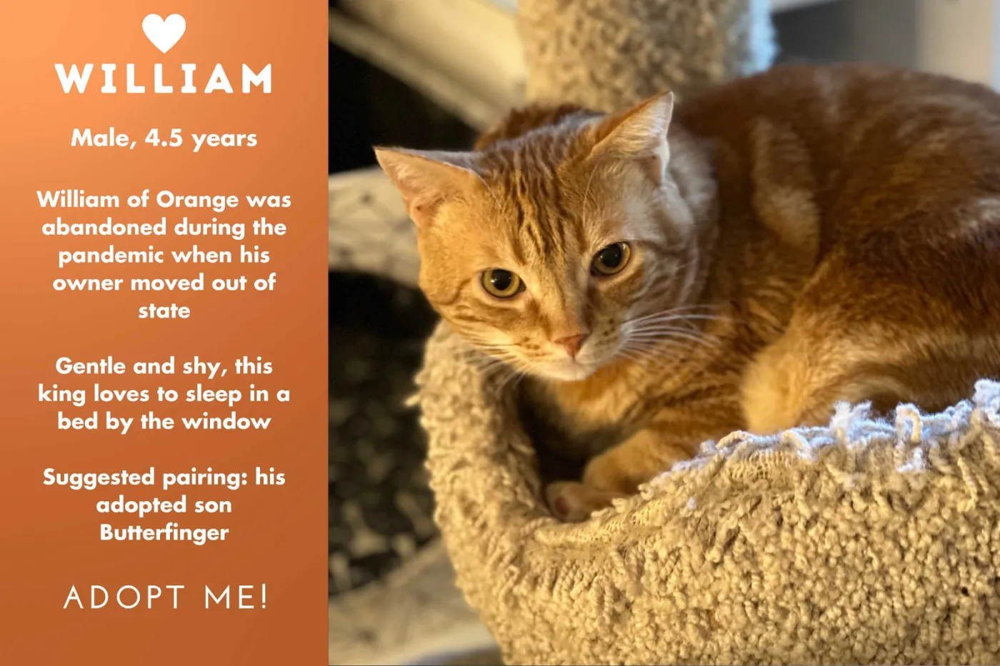 William Of Orange - Photo 2