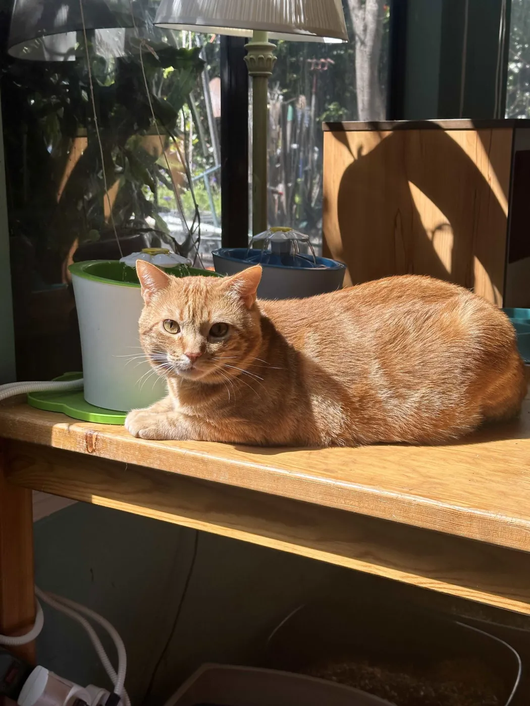 William Of Orange - Photo 3