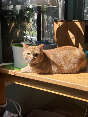 William Of Orange thumbnail 3