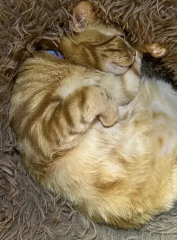 William Of Orange thumbnail 4