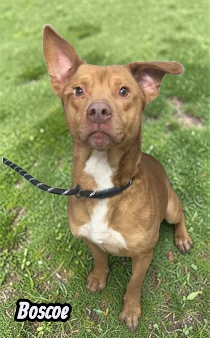 Boscoe - Photo 1