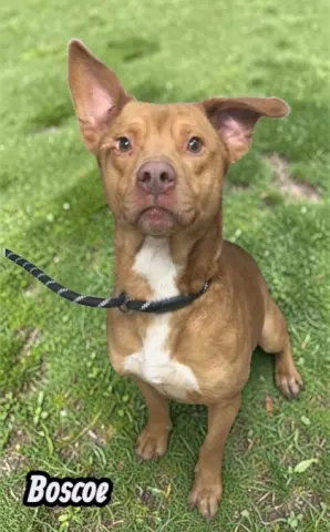 Boscoe